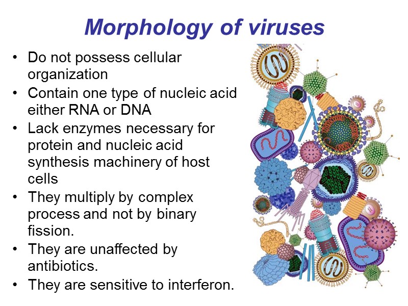 Morphology of viruses Do not possess cellular organization Contain one type of nucleic acid